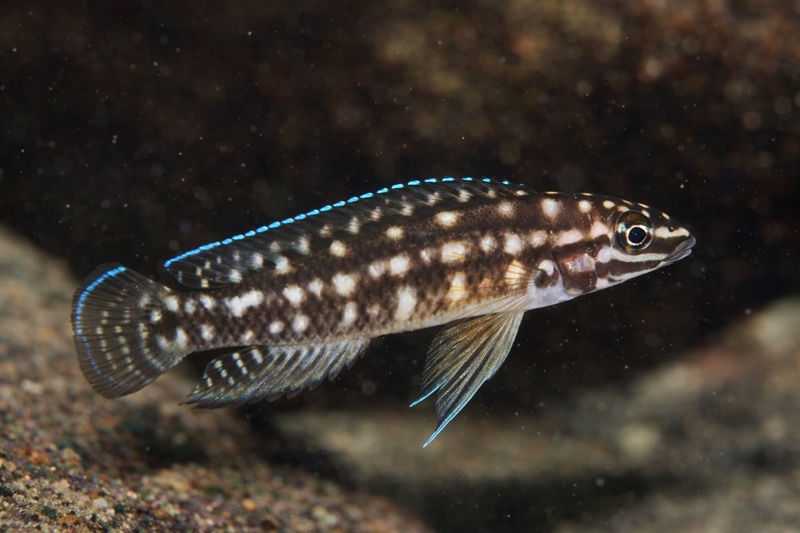 Julidochromis cf. marlieri 'Katili'